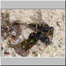 Oxybelus bipunctatus - Fliegenspiesswespe 02a 5mm Paarung mit Fliege als Opfer.jpg